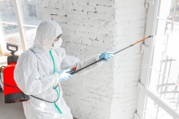 Environmental Consulting for Mold Prevention in Vance, AL